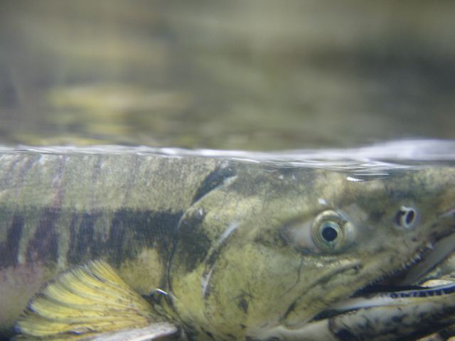 Chum salmon