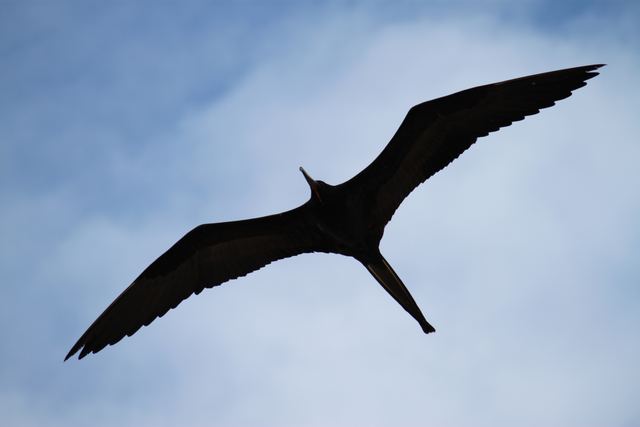 Frigate bird, Galapagos