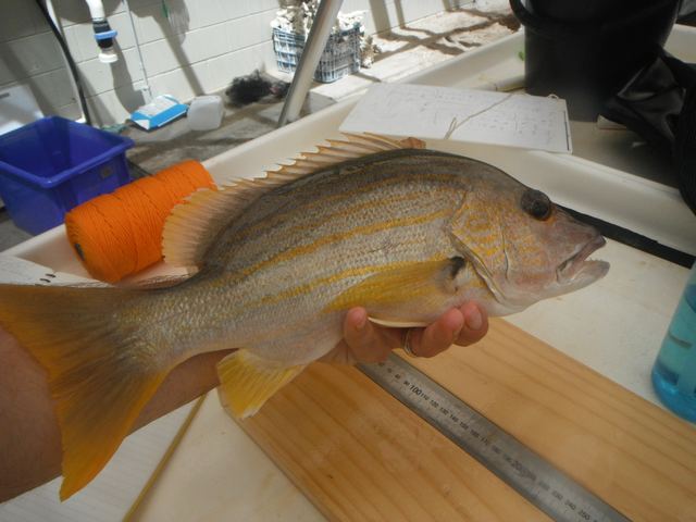 Simulating catch-and-release handling