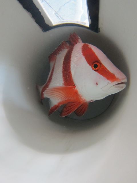 Red emperor in respirometer