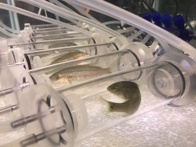 Wrasse in respirometers, Kristineberg