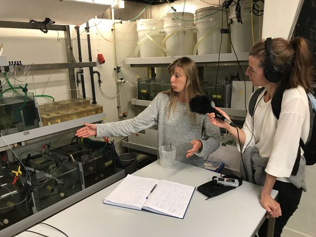 Josefin Sundin being interviewed