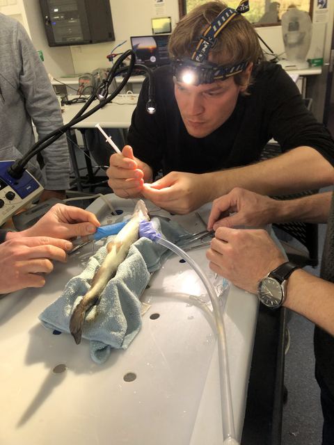 Luis cannulating the dorsal aorta of a rainbow trout