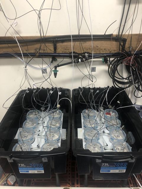 What a mess of leads...but this respirometry system works like a charm!