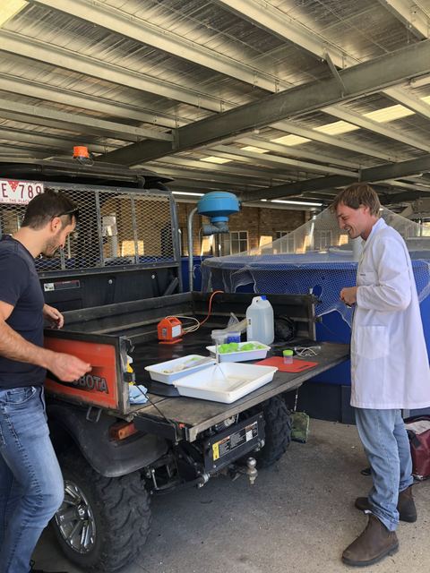 Sampling Chinook salmon at Snobs Creek