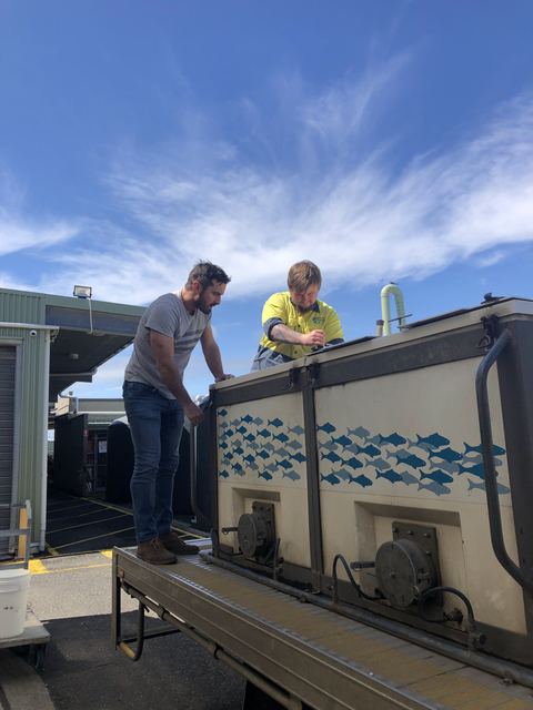Tim checking on new salmon arrival at Deakin's Queenscliff Marine Station