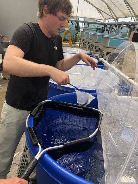 Luis checking on some of the new salmon arrivals