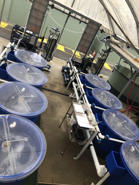 Some of our 4 x 500 L aquarium systems at Deakin's Queenscliff Marine Station