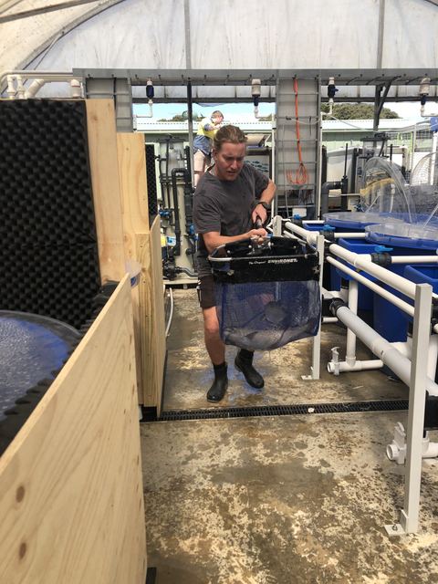 Mike helping with salmon arrival at Deakin's Queenscliff Marine Station