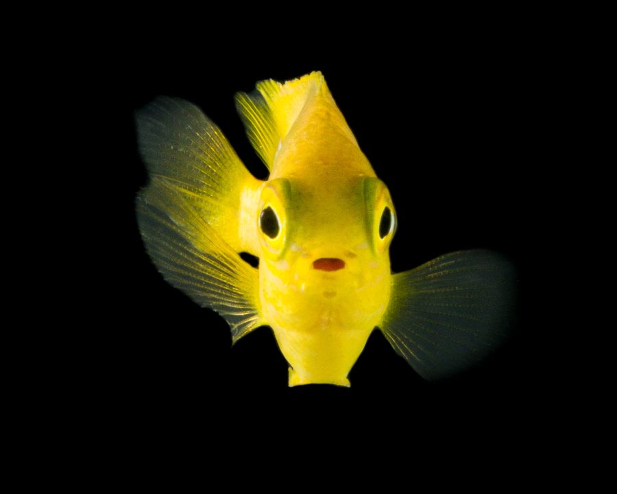 Fish in an experimental tank