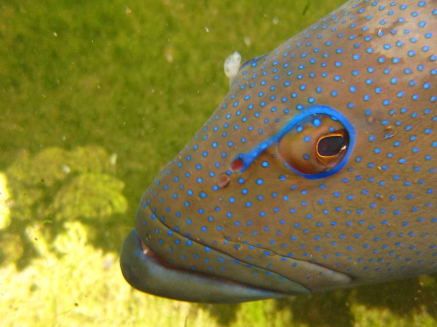 Electronic tagging fieldwork